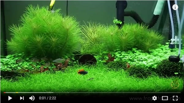 ELEOCHARIS PARVULA sitowie KOSZYK XXL